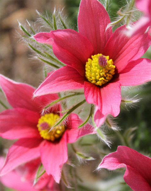 Pulsatilla vulgaris `Rote Glocke`